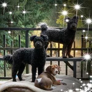 Meet your Posher, Tracy